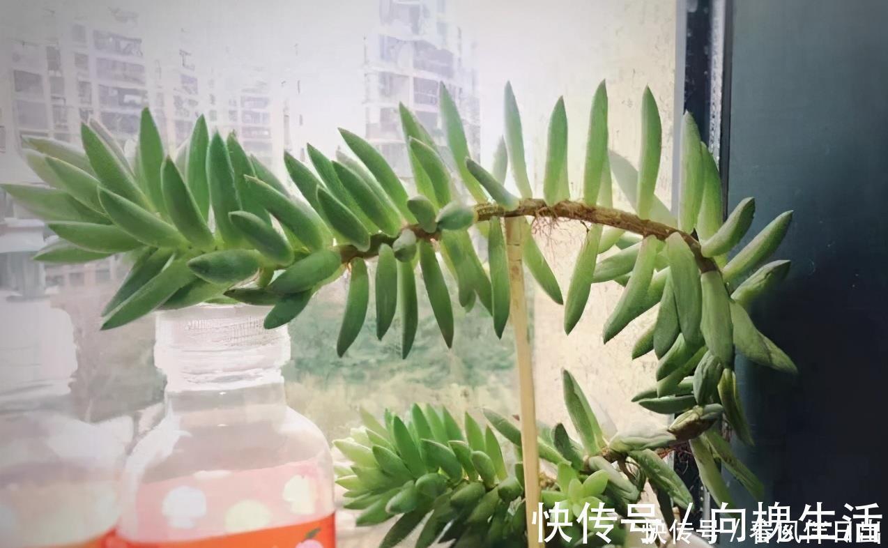 冬天养多肉 3个 不小心 个个 徒成狗 砍头才是硬道理 粉紫色