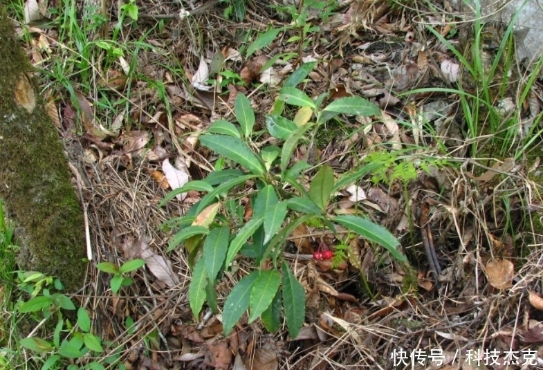 红凉伞|路边遇见这几种小植物,建议及时移栽,个个是好盆景