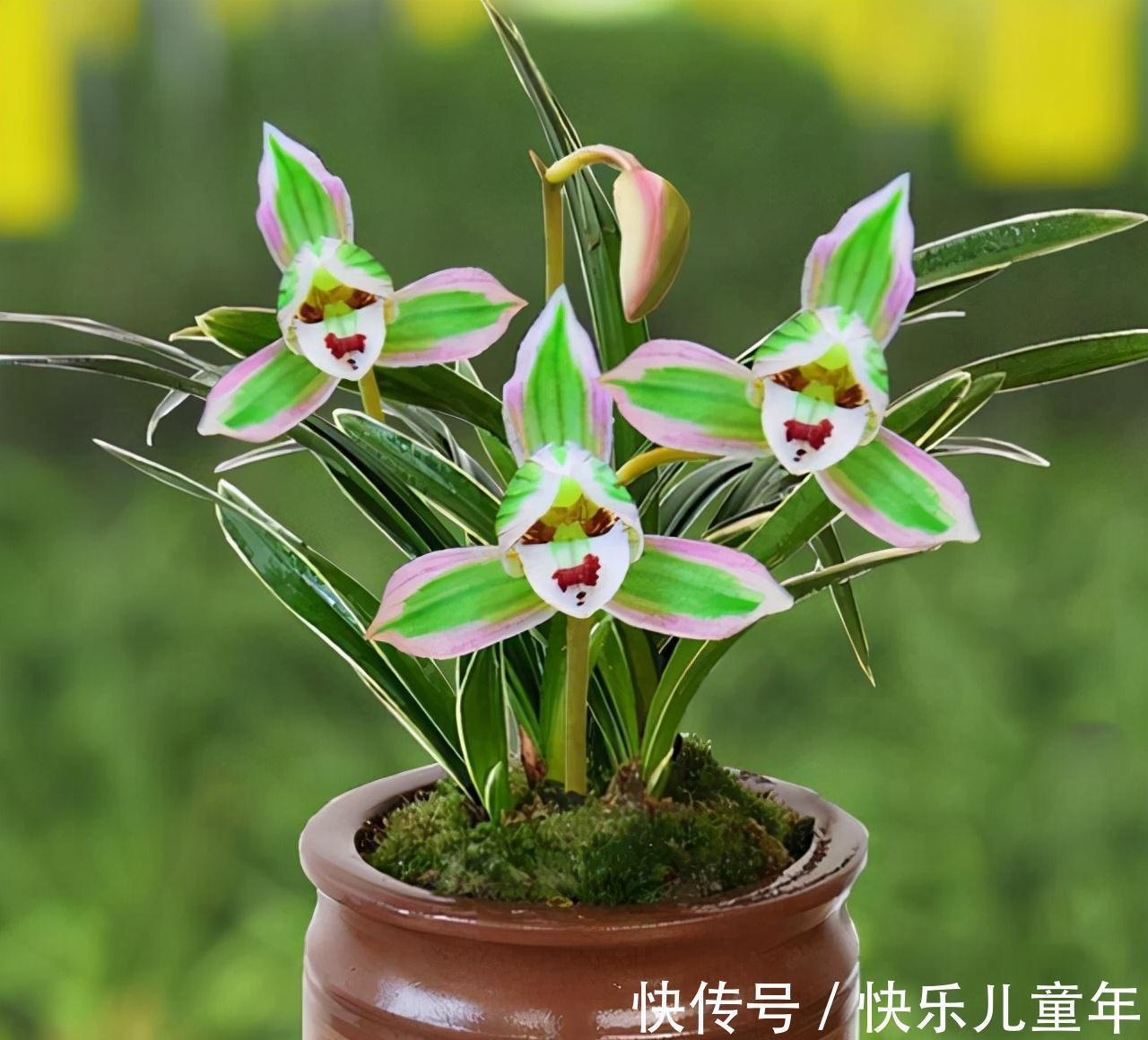 帝王妃|这种兰花极具帝王气息,花色奇特,兰香醇正,值得兰友们收藏