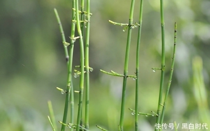 土麻黄|十个男人九个有脚气,农村此种野草遇见拔回家,远离脚气脚臭