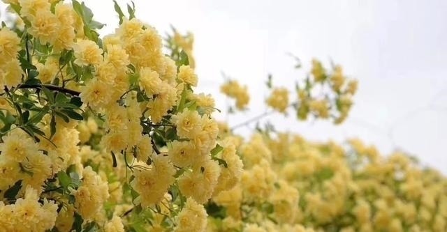 左邻|院子再小,也要养棵它,2年长一片,开花特别美,左邻右舍都说香