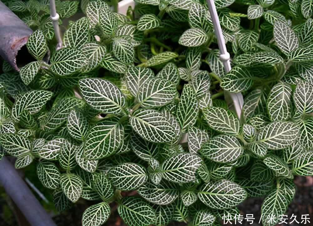 网纹草|室内养什么花好?这4种“耐阴花”,花叶俱美,很好养