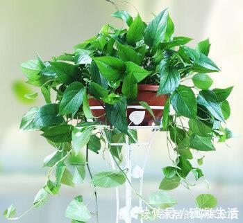 居家养花,推荐这8种,耐阴又好养,是家庭盆栽佳品!