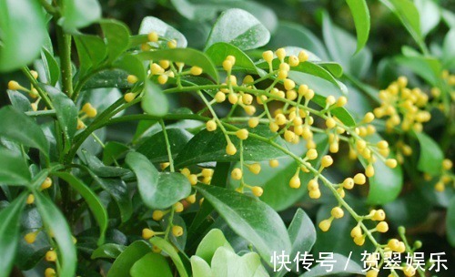 养护|李大爷养“米兰”,浇灌这种水,花苞多、花味香,养10年还在开