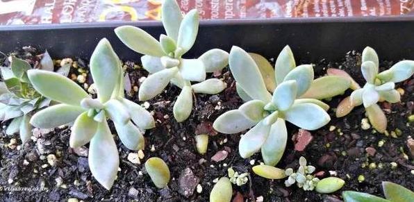 多肉徒长、叶片又肥又大该怎么解决2步操作,让它过夏就变美