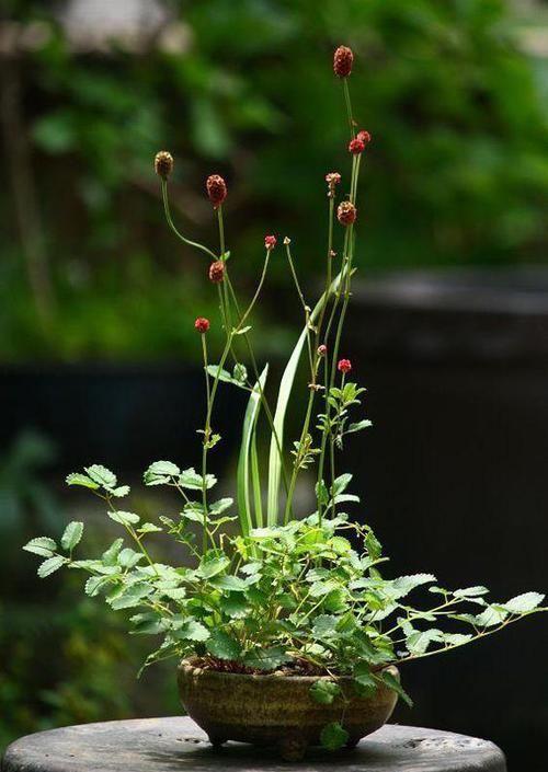  种花|佩服！看了这些，你还敢说自己会种花吗