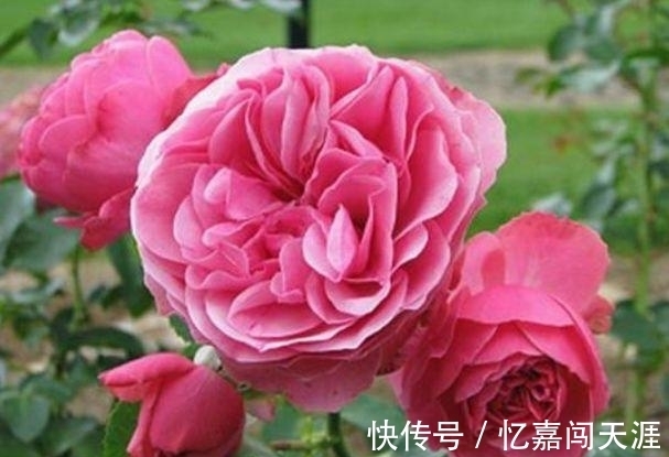 修剪|4种花漂亮又好养,四季花开不断,半月浇水一次,花开压弯枝头