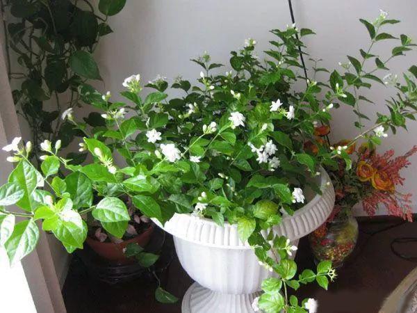 4盆花养在阳台，2个月不管，照样开花，成爆盆小能手