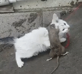 猫和老鼠|如果和平精英开发了房地产，你会在哪买房？网友：都是凶宅，不买