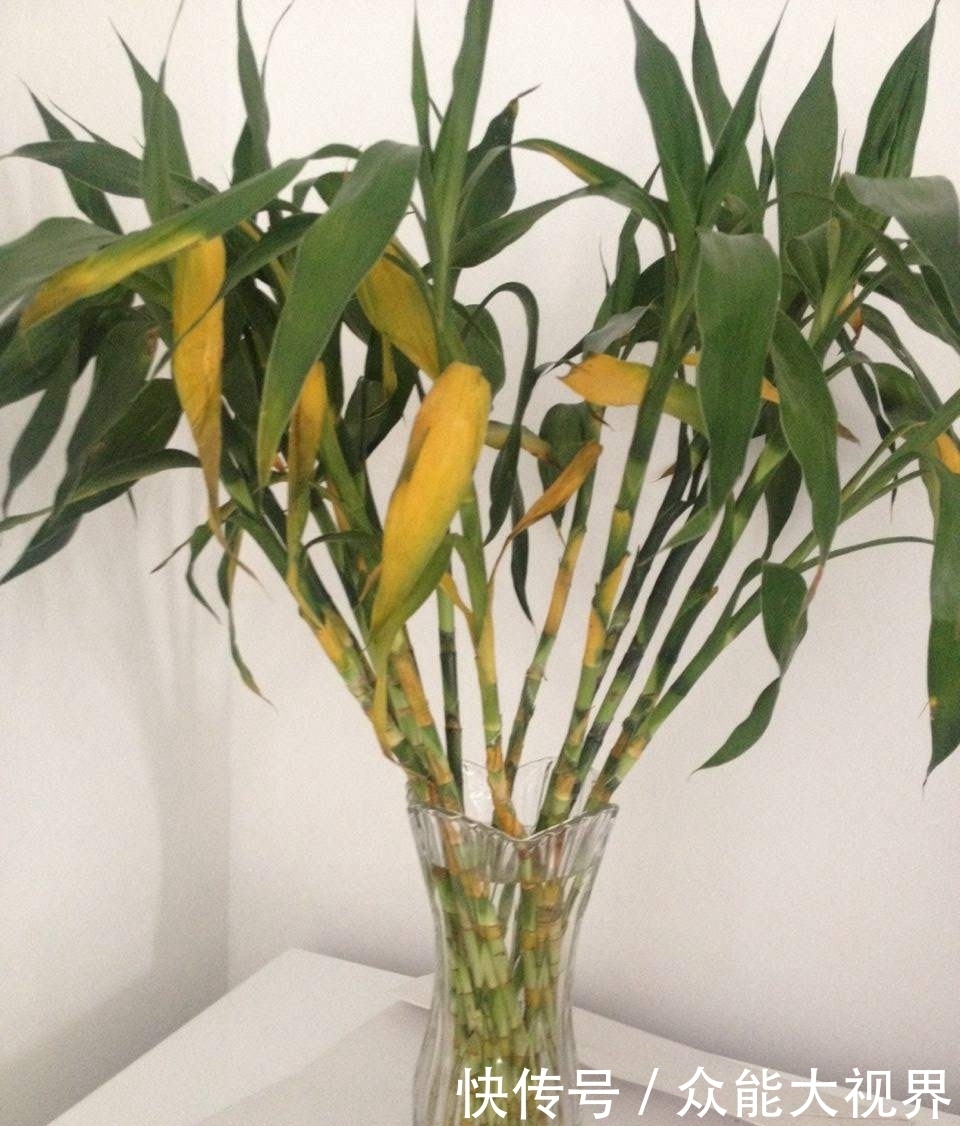 富贵竹黄叶了,水瓶里面加点它,3天恢复5天油绿!