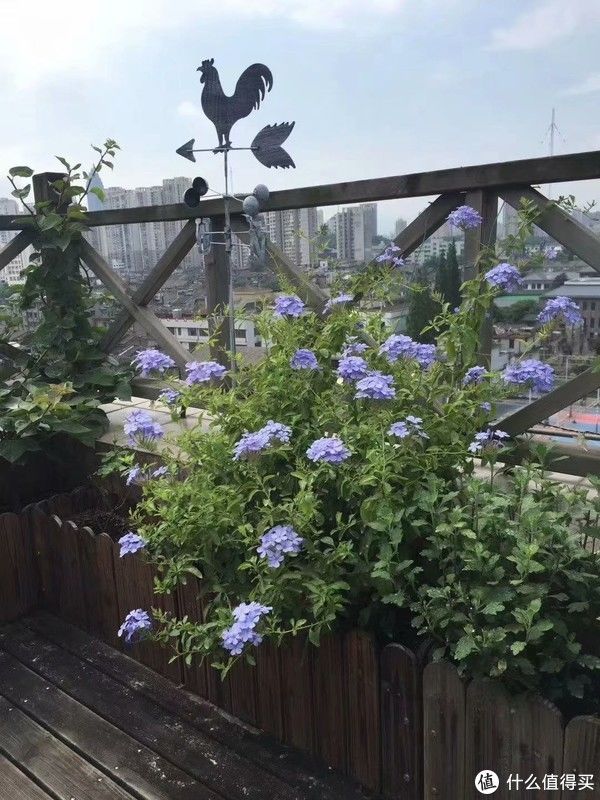 露台花园成型记（篇二）