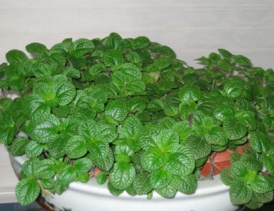 空气|此5种花被称为药花,吸附有害气体,好养好看最适合放家里