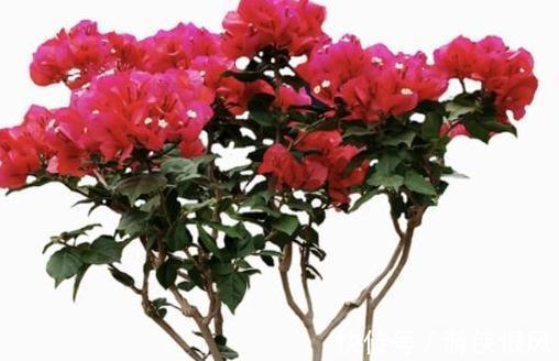 三角梅开完花后怎么养殖复花快,别太懒,勤做3件事