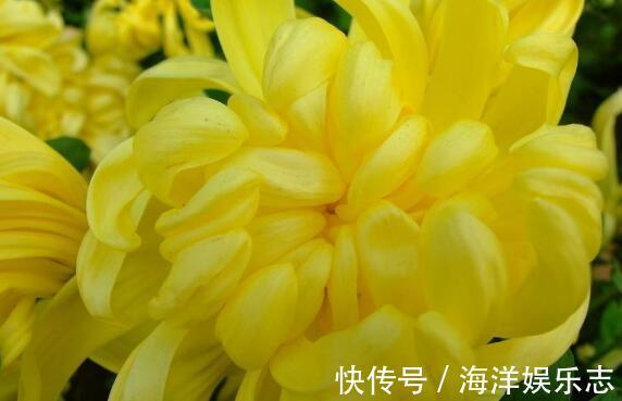 夏季想养菊花选“绿水秋波”开花似“毛球”超可爱,养上值了