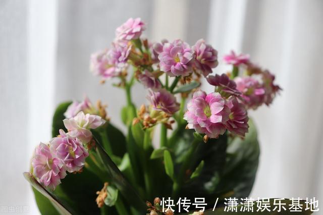 复合肥|天气转暖，建议少买4种花，观花时间短不说，还难度夏