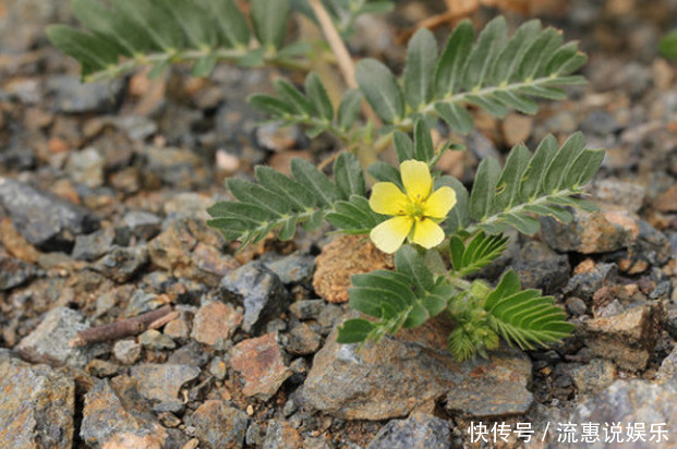 农村有这样一种野草,摸不得却会自动跟你回家,是治疑难杂症良药