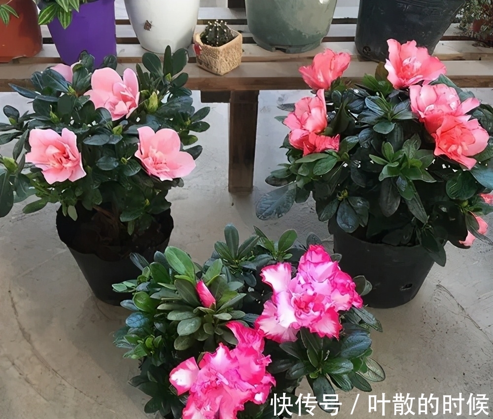 蝴蝶兰|公认“难养”的5种花,没有10年以上的养花经验,建议别买