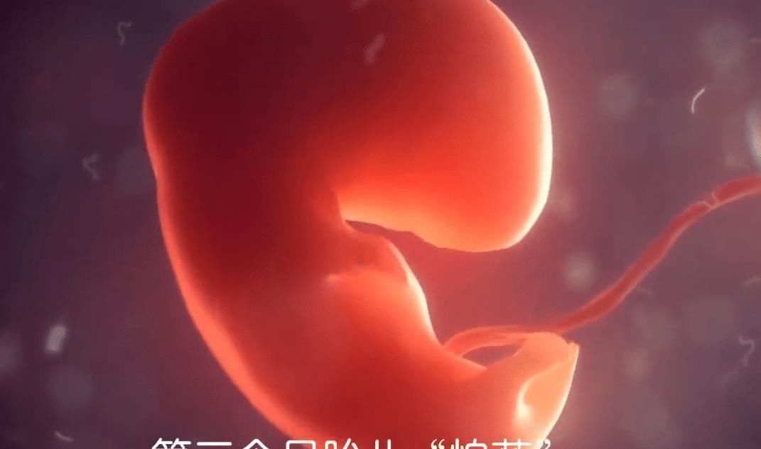 受精卵|胎儿在孕妈肚子里最怕啥怀胎十月,每个月都有不同的“脆弱点”