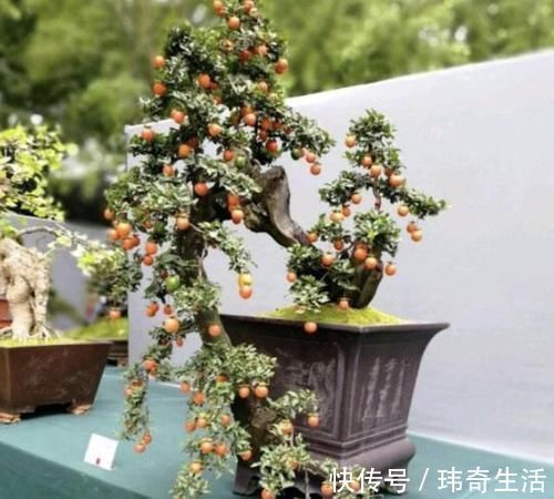 可以摆阳台的“镇宅树”,1盆价值“1万”,养8年像盆景,值钱