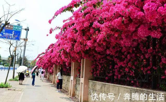 叶施|三角梅开花越来越少,是“它”在作怪,盆里撒1把粪,下次开爆盆