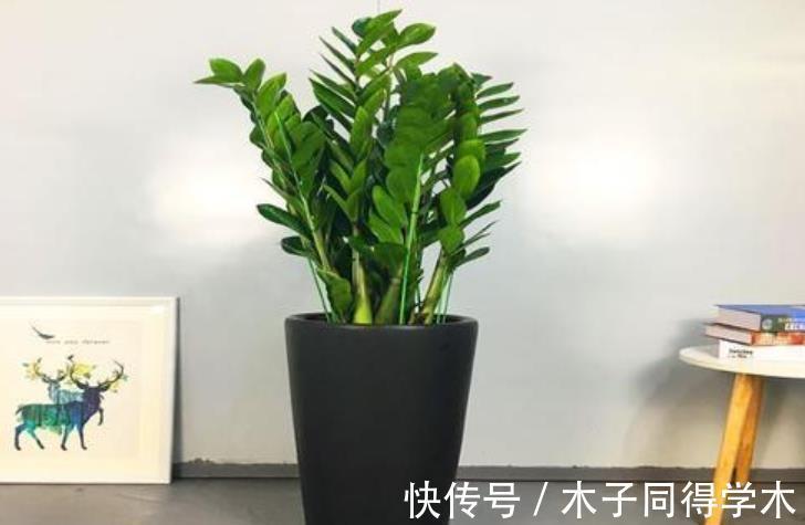 叶子|3种“自带钱”的漂亮花卉，摆在家里吉祥健康，是盆栽佳品