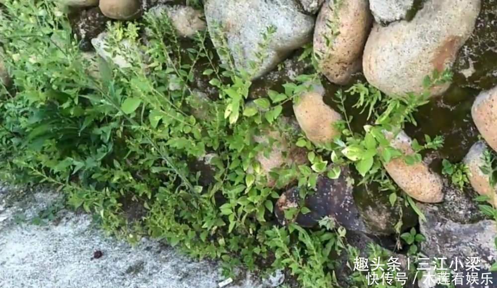 野草|只长在墙角边的“牙痛药”,不懂的人当成野草,识货人才会采回家