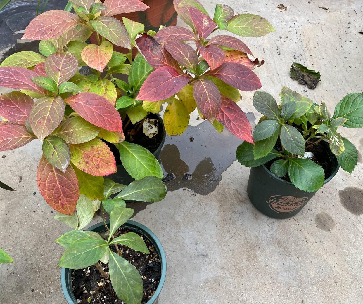 绣球的过冬准备,做好2点,来年发芽更多、开花更多、旺盛惊艳