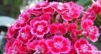 花期超长的6款花，养1盆能全年赏花，好看又好养