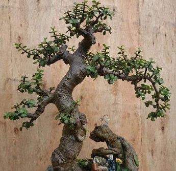 马齿笕树养5年,变成老桩盆景很值钱,做5步就实现