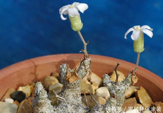南非|来自南非的奇异块根,叶子比花还美的多肉植物