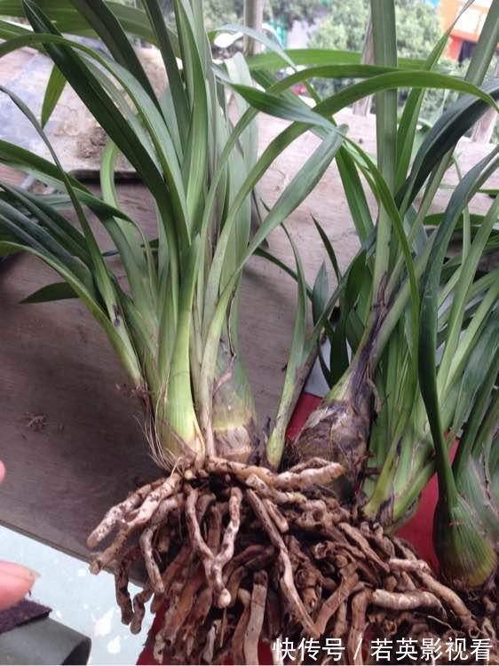 富贵竹|扔花正当时!垃圾桶边看到4种花,赶紧捡回家,一个月就能大变样