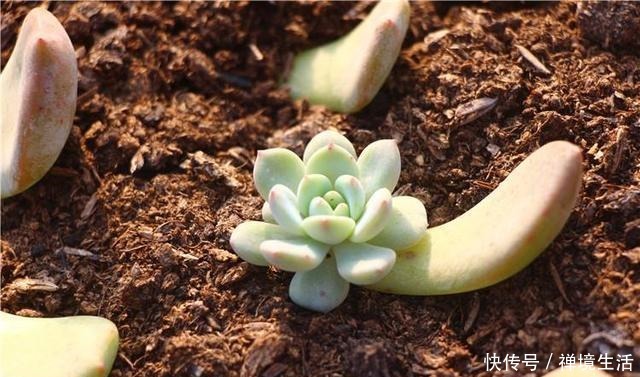 春季叶插多肉植物，能不能淋雨！