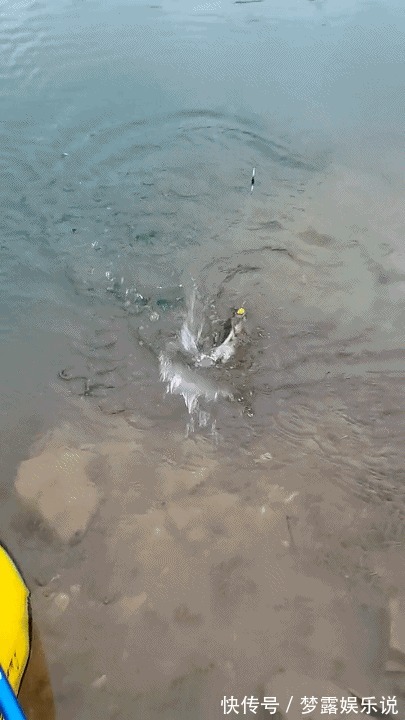 水库河|湖北一水库河鳖“成灾”,有人1小时连钓4只,老大爷:无害化处理