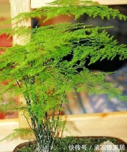 有害气体|文竹干枯怎么救，方法对了还你一盆绿色健康的文竹