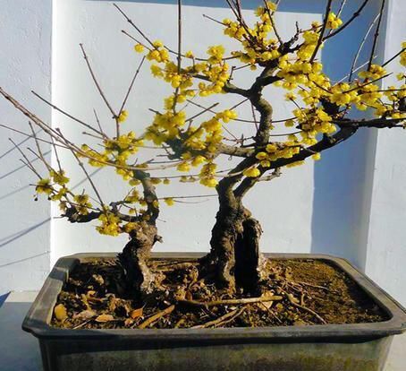 1月，家里养有蜡梅盆栽的花友，你们做好催花的准备了吗？