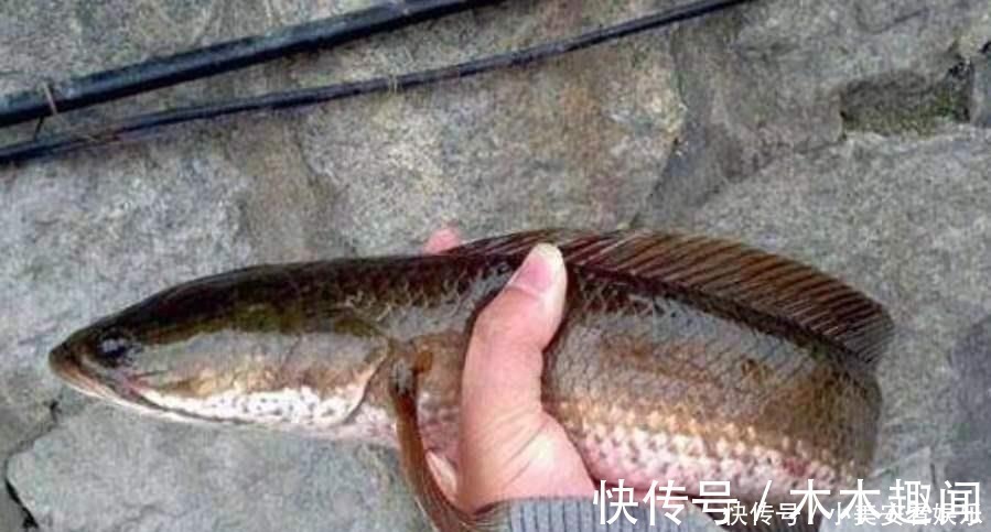 话不多说,天气再热只要用好这套黑鱼钓法,保你上了一条又一条