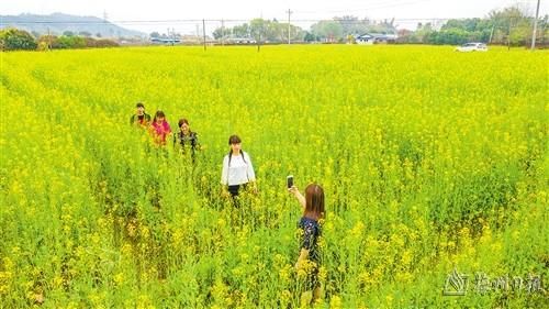 山坡|百花齐放春意闹