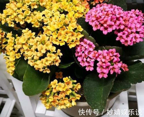 有机肥|家里养花，2种东西掺盆里，土壤疏松透气，比淘米水强10倍！