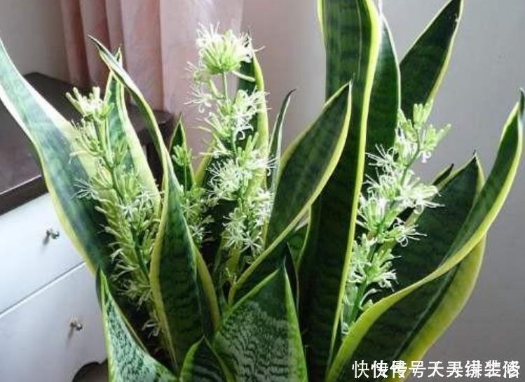 虎皮兰|3种花,最适合养卧室,释放氧气助睡眠,一觉睡到天亮