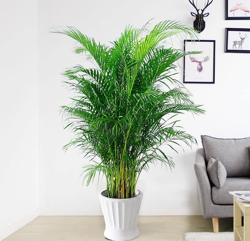 适合养在客厅的“4类花”,越养家里越“干净”,又美又健康