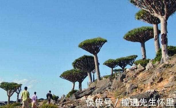 龙血树|中国最“无私”的树，它的“血”能治病，却因此被砍得只剩20棵