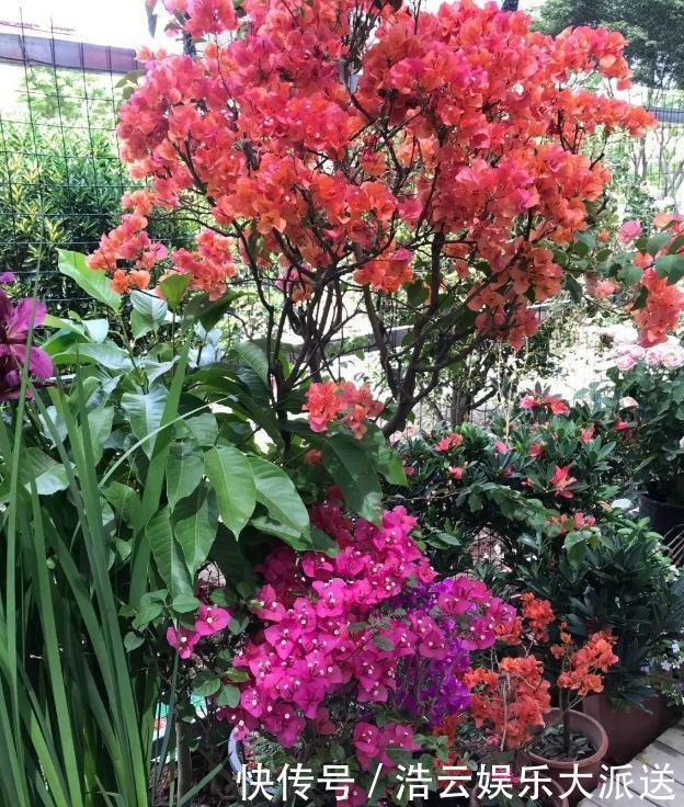 早秋,盆栽三角梅开花数量少了、个头小了怎么办抓牢4点足以