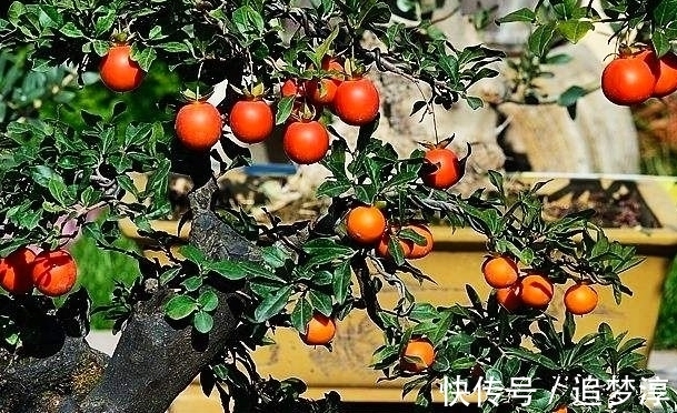 树种|金弹子盆景如何快速挂果,你可能忽略了这一步