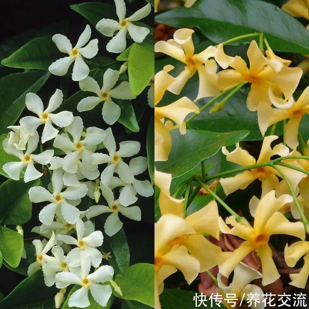 13种耐寒的盆栽花卉，零下20多度可存活，大部分南方也能种