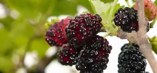 桑葚|天然安眠药就在身边！白开水里偷偷放1勺，沾枕8小时，酣睡到天亮