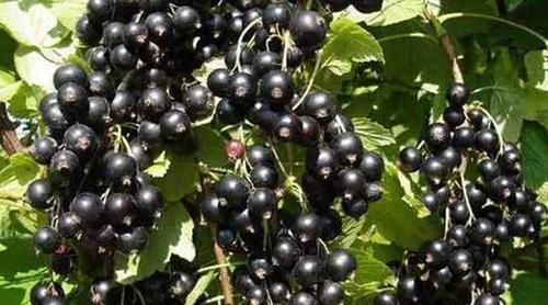 女性每晚當零食吃一把，半月下來，皺紋沒了，色斑淡了，手腳不涼