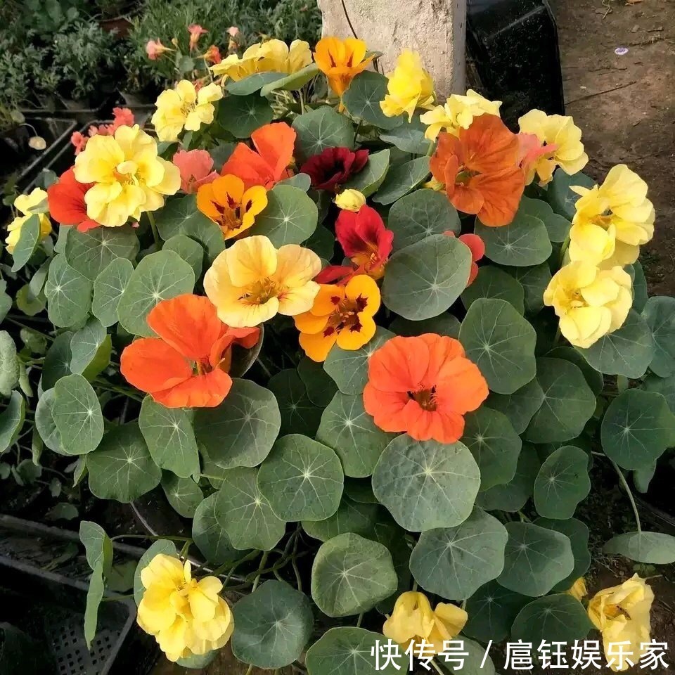 此花叶子像“小荷叶”,长起来比绿萝还快,一年开花6个月