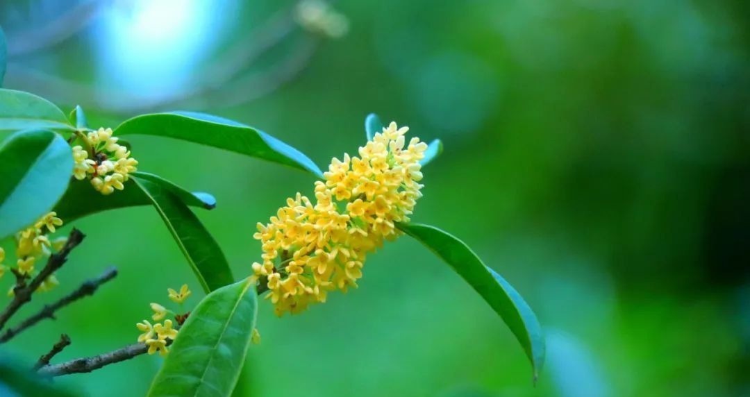 安禄山&《唐诗三百首》第一首,读懂了最后两句,你就再也不迷茫