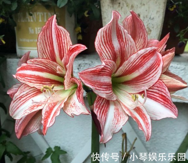 朱顶红开完花不能剪,施点肥水,一年爆出好多球!