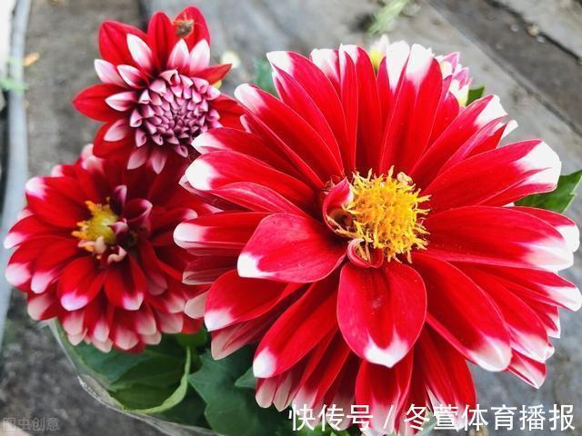 建议大家:逛花市碰到5种花,别犹豫,虽然便宜但巨好养